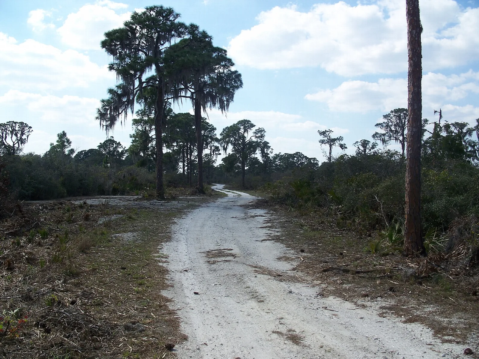 White sand track running through open scrub and pines