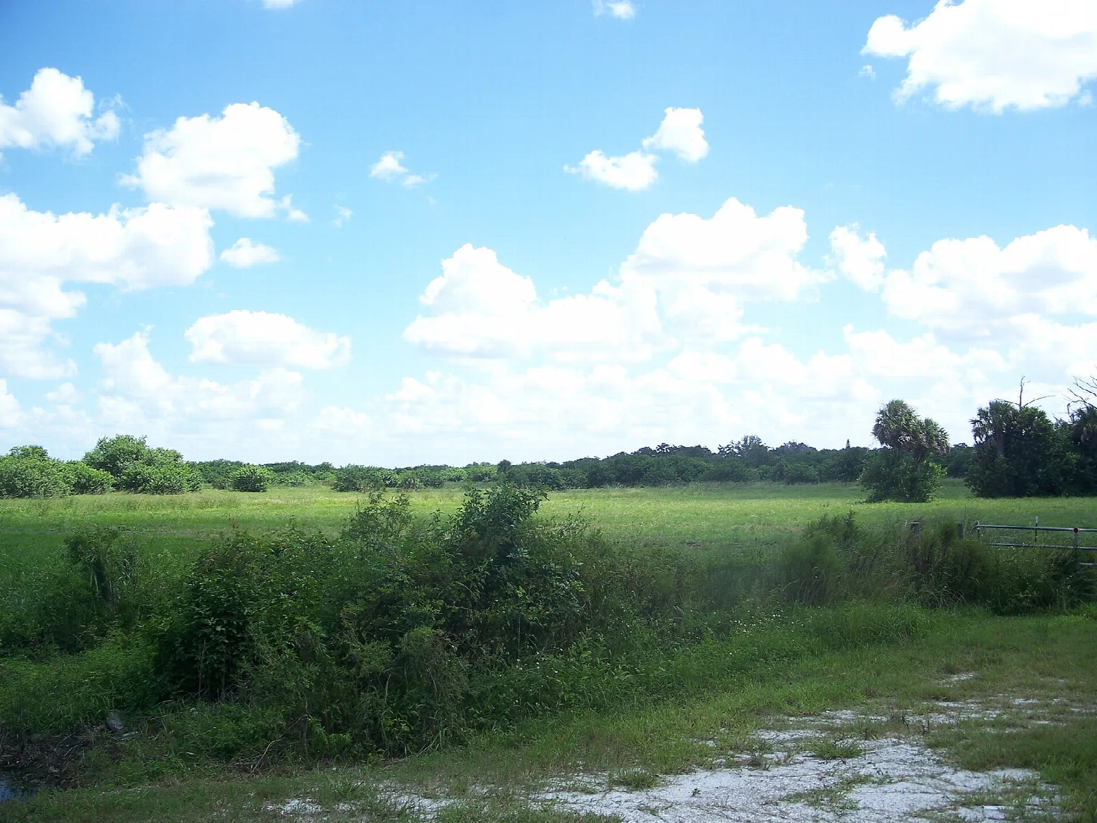 Grassy field with scattered trees and a white gravel path