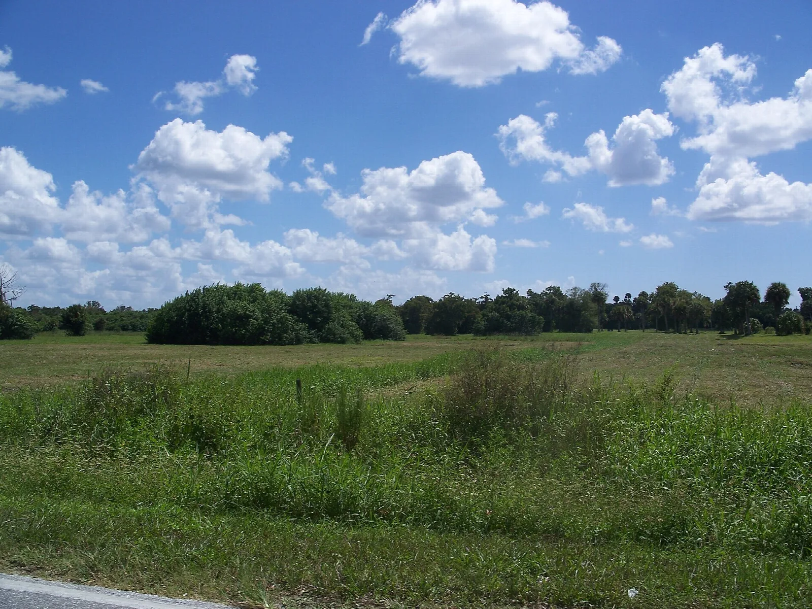 Wide grassy field and distant trees under blue sky