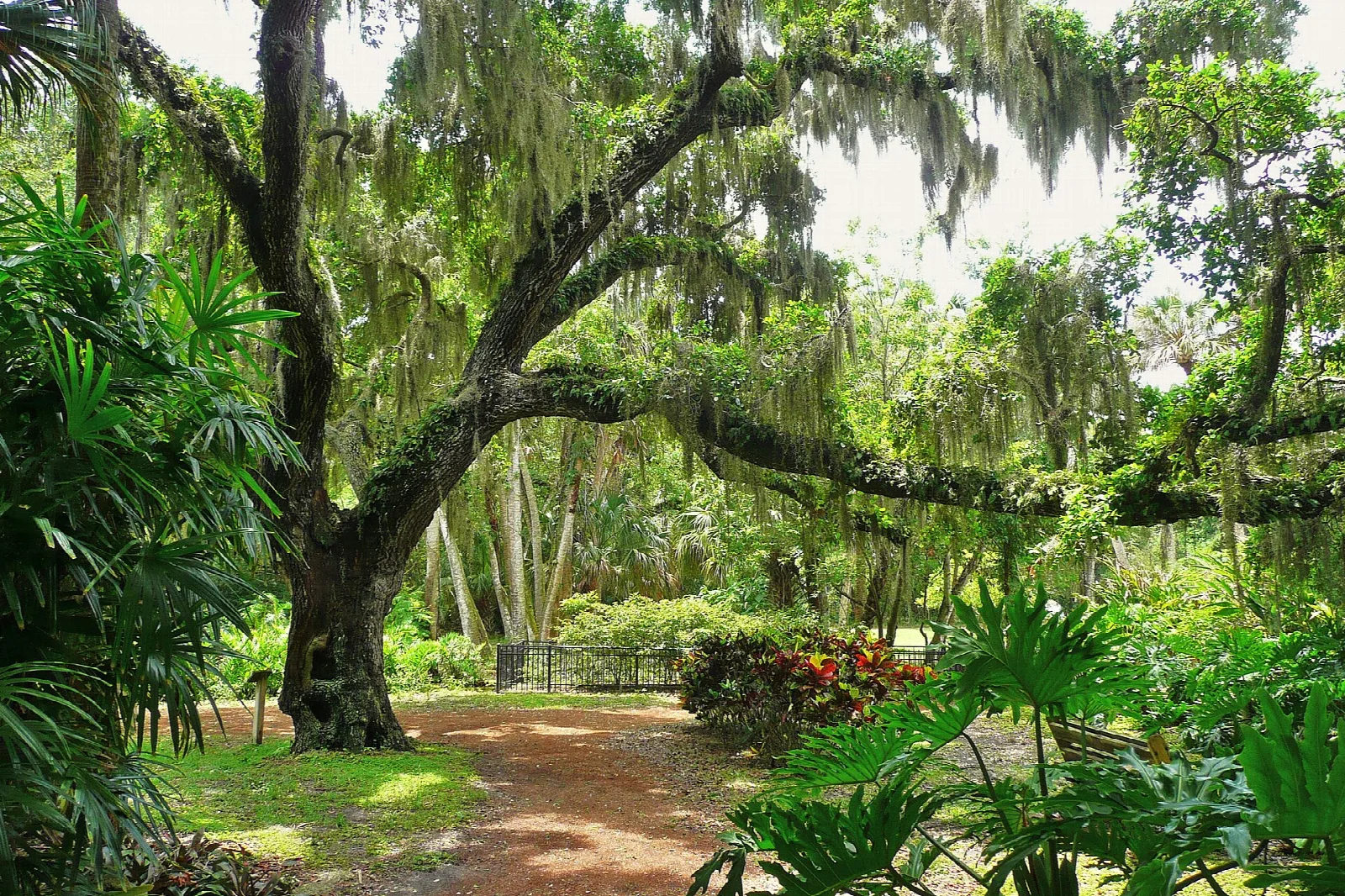 Shady garden path under a mossy live oak with tropical plants