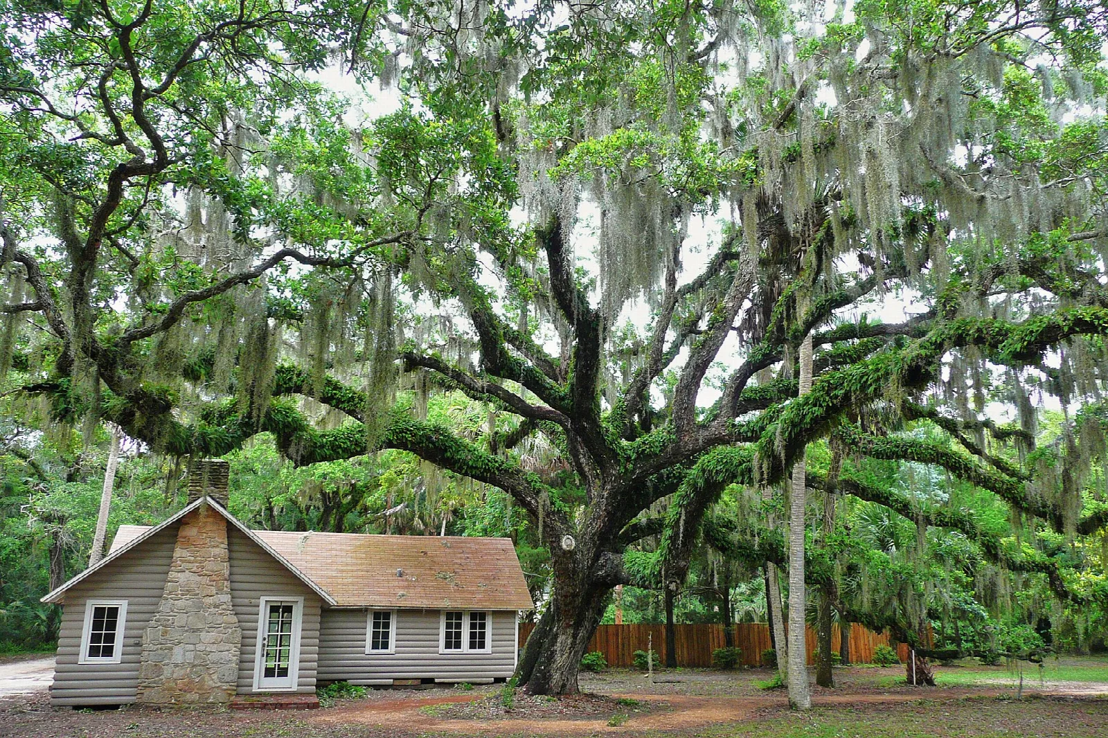 Huge live oak draped in moss beside a small cottage