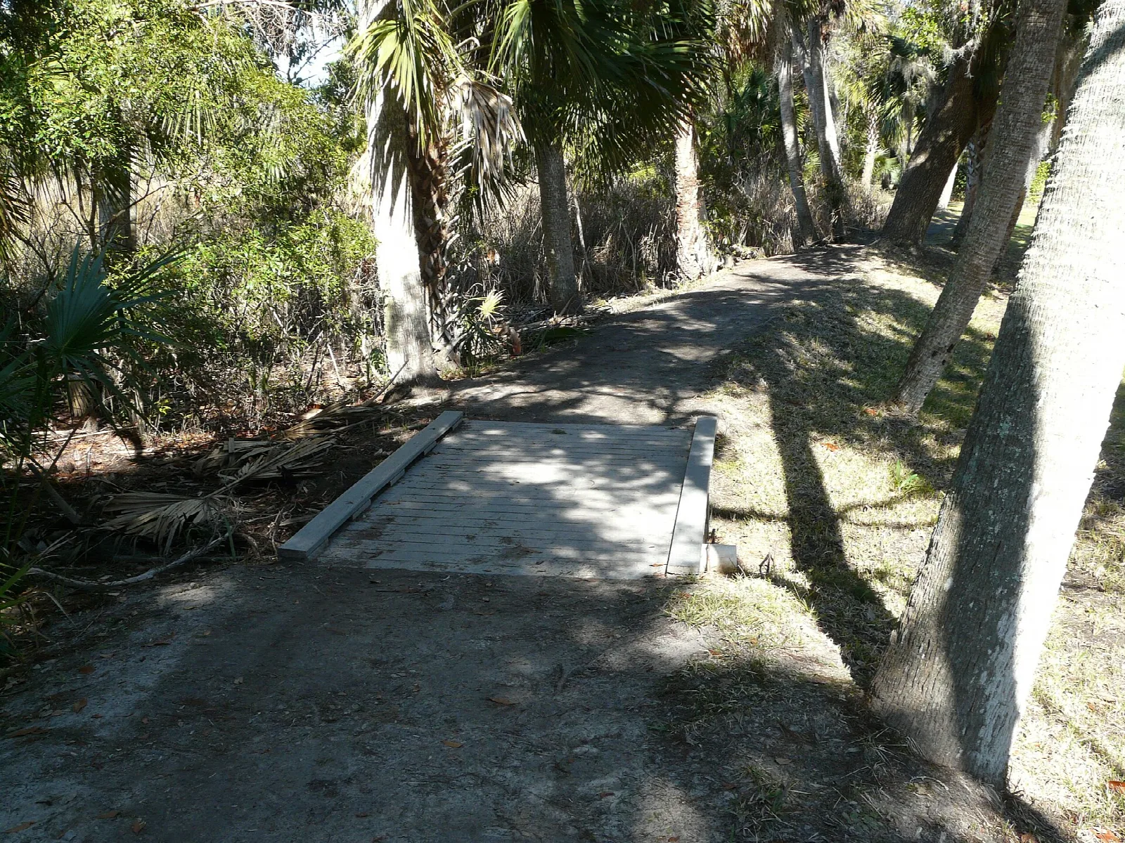 Narrow walking trail through palms and oaks