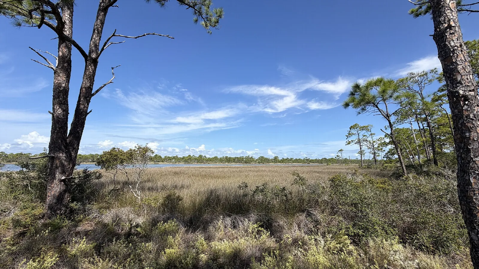 Marsh seen between pines and scrub under blue sky
