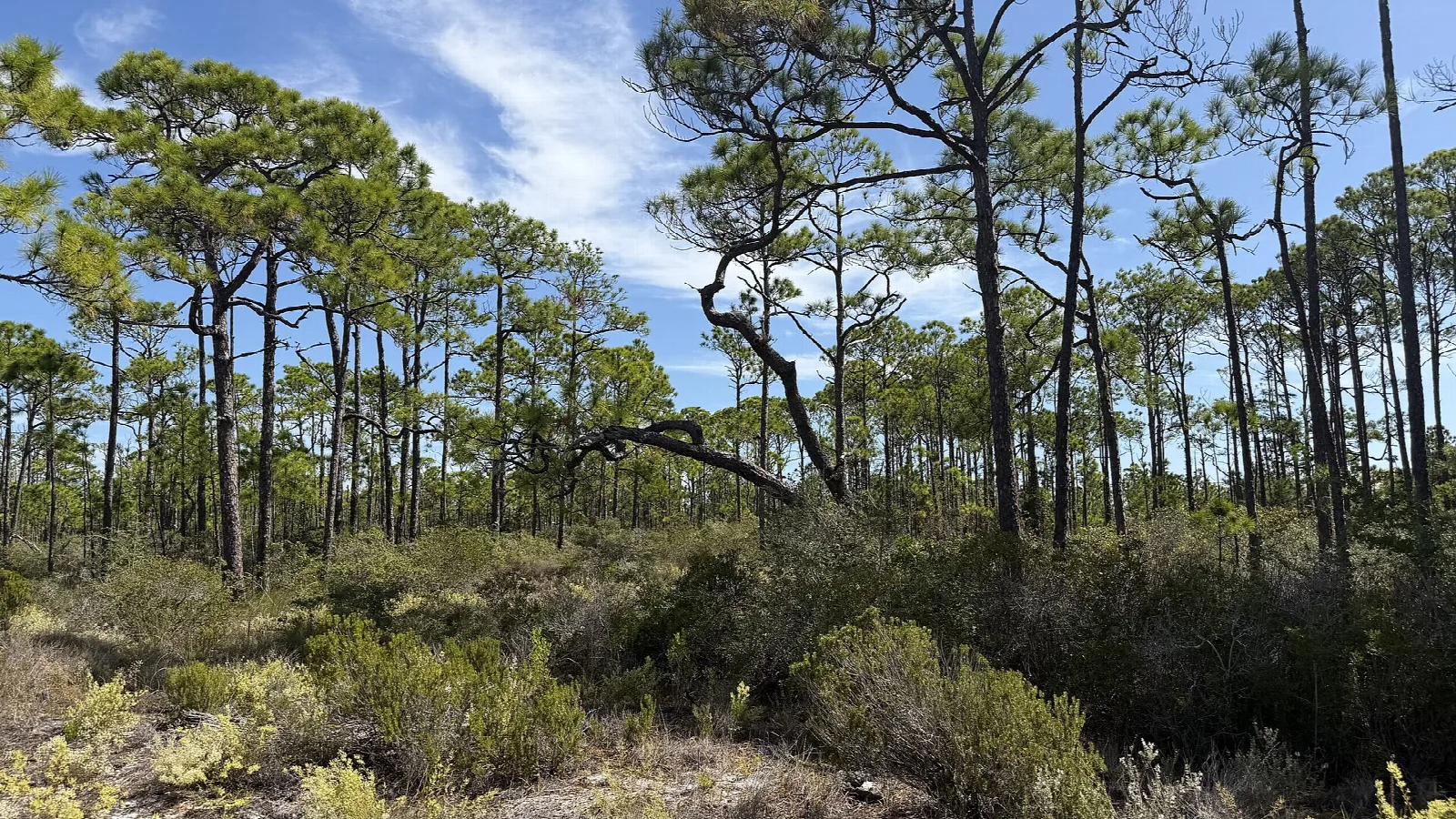 Open pine flatwoods with low scrub