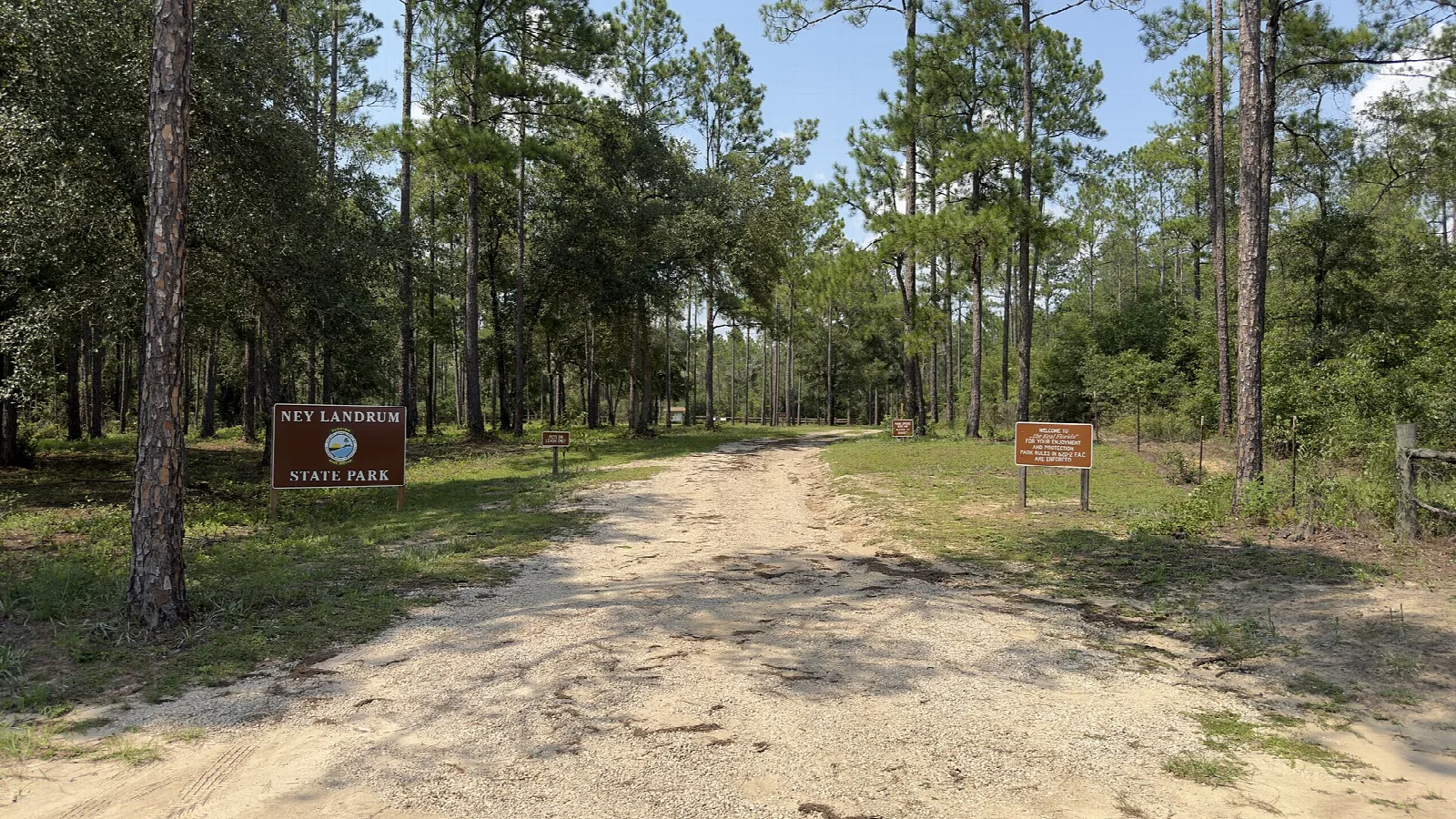 Wide sand road running through tall pine forest