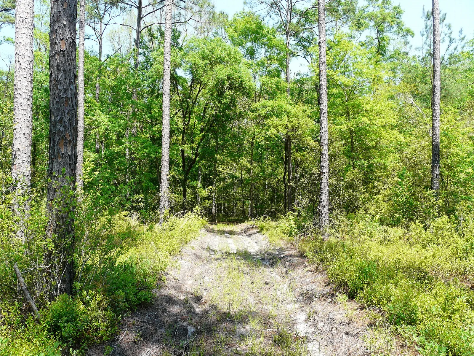 Sandy track through green pine woods