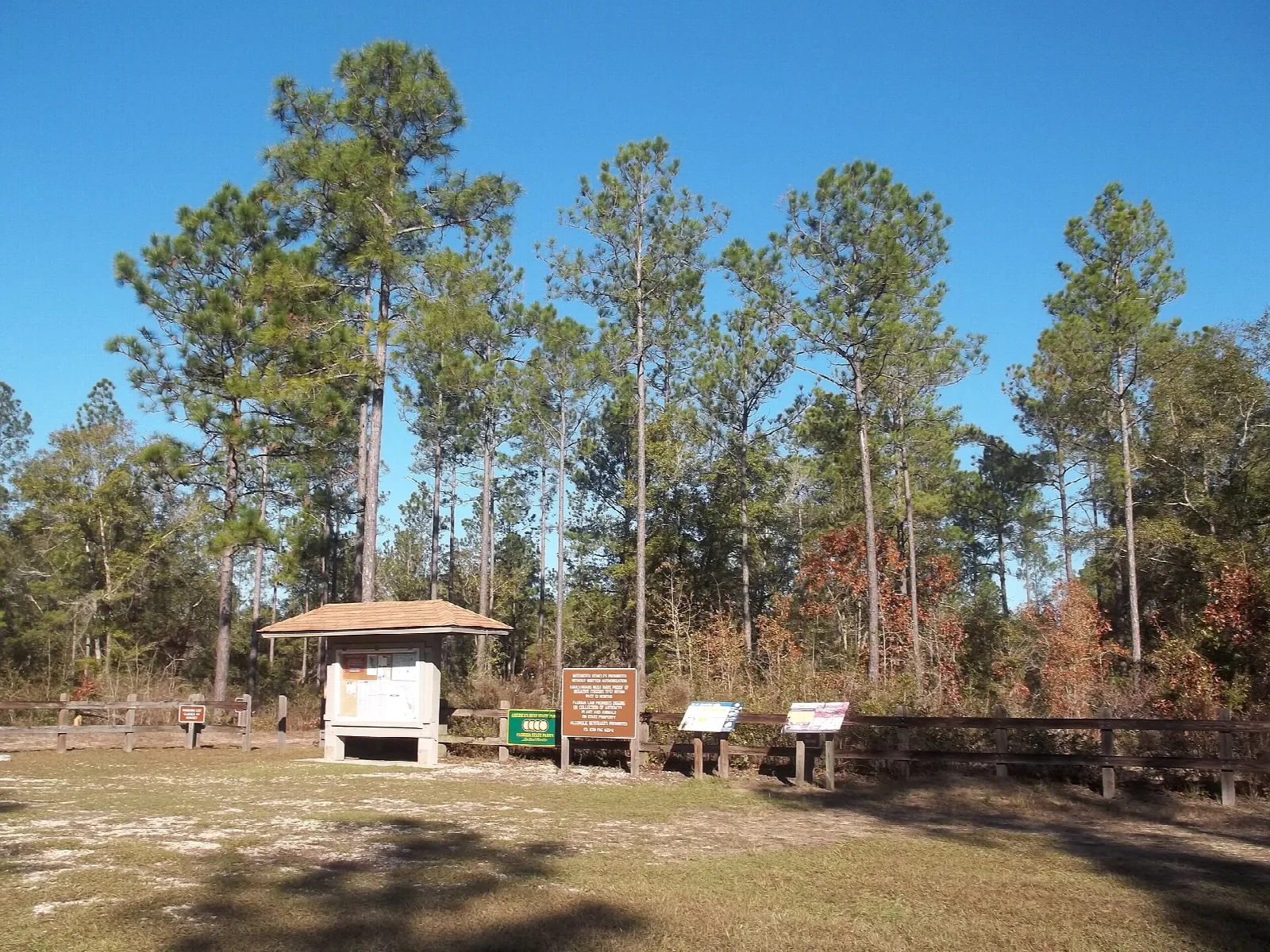 Open sandy clearing among tall pines with a small trailhead kiosk