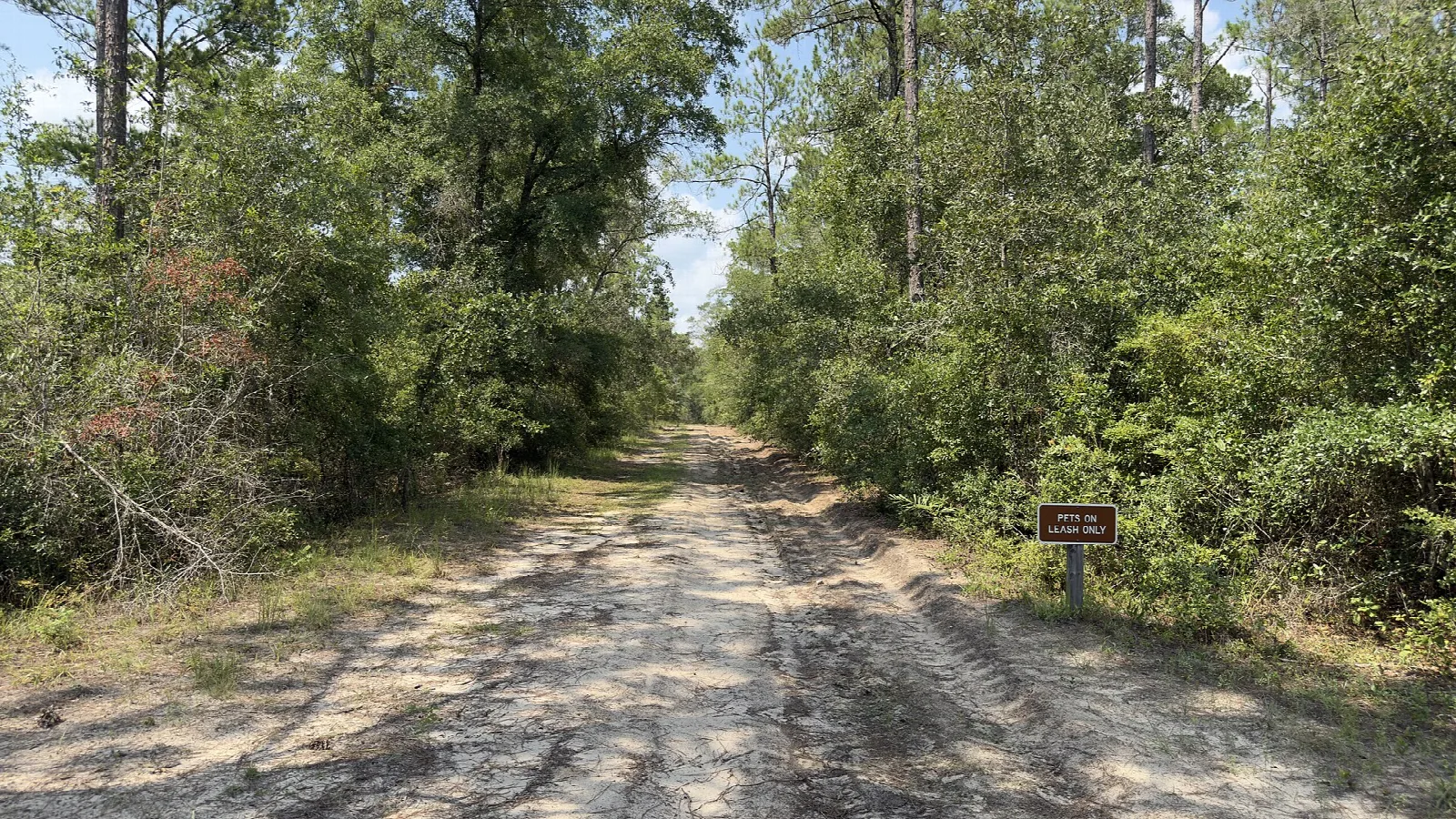 Sandy track between pine and oak woods