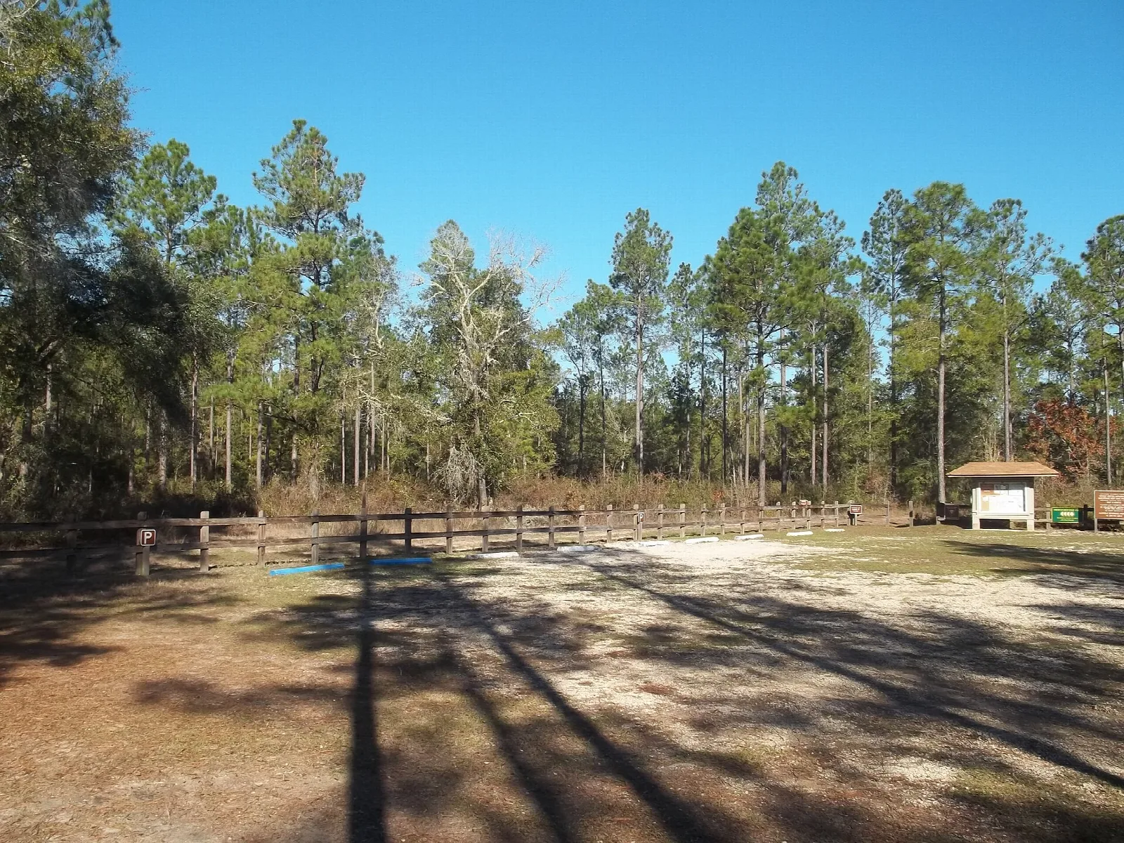 Open sandy lot at the edge of the pines with a small shelter