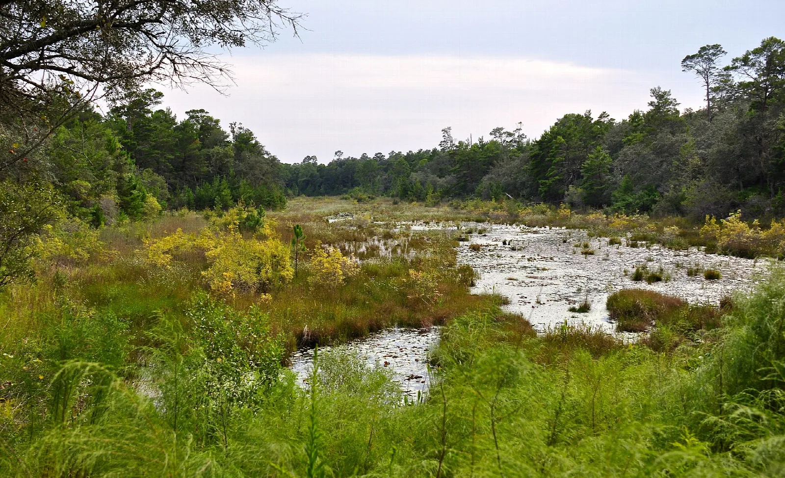 Wet prairie with pale sand pools, grasses and pines behind