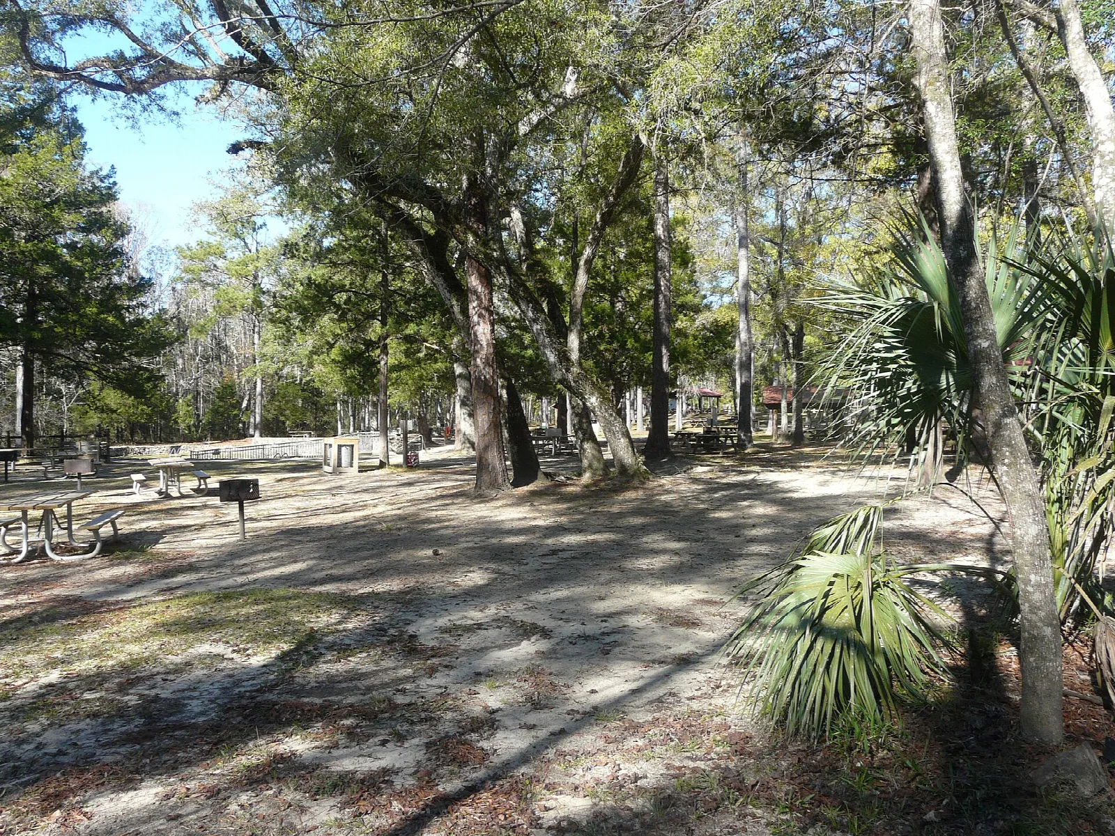 Shady picnic area under oaks and palms