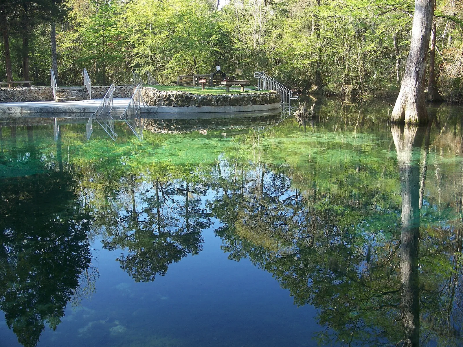 Still spring pool with cypress trunks reflected in the water