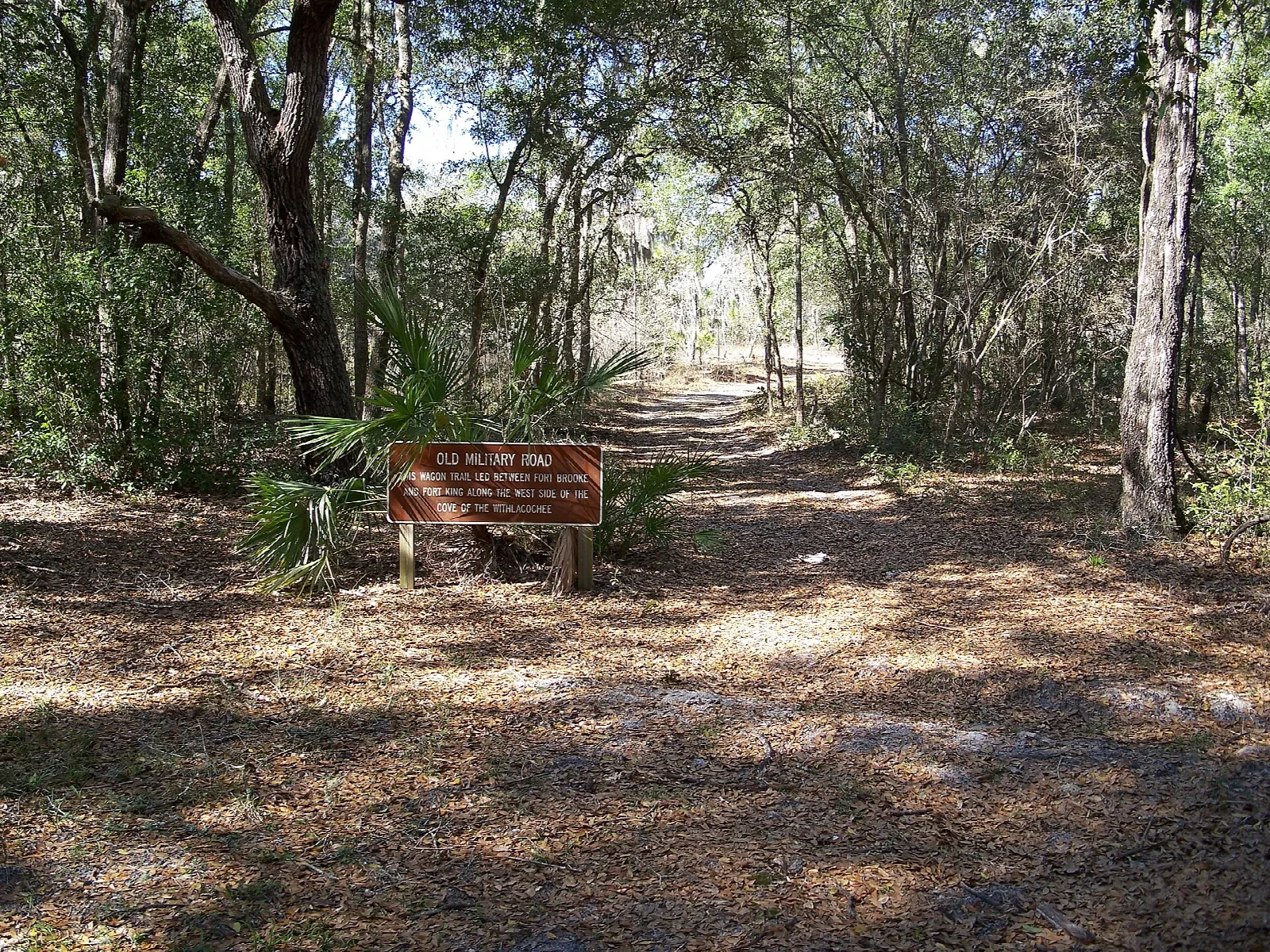 Wide dirt road through shady oak woods