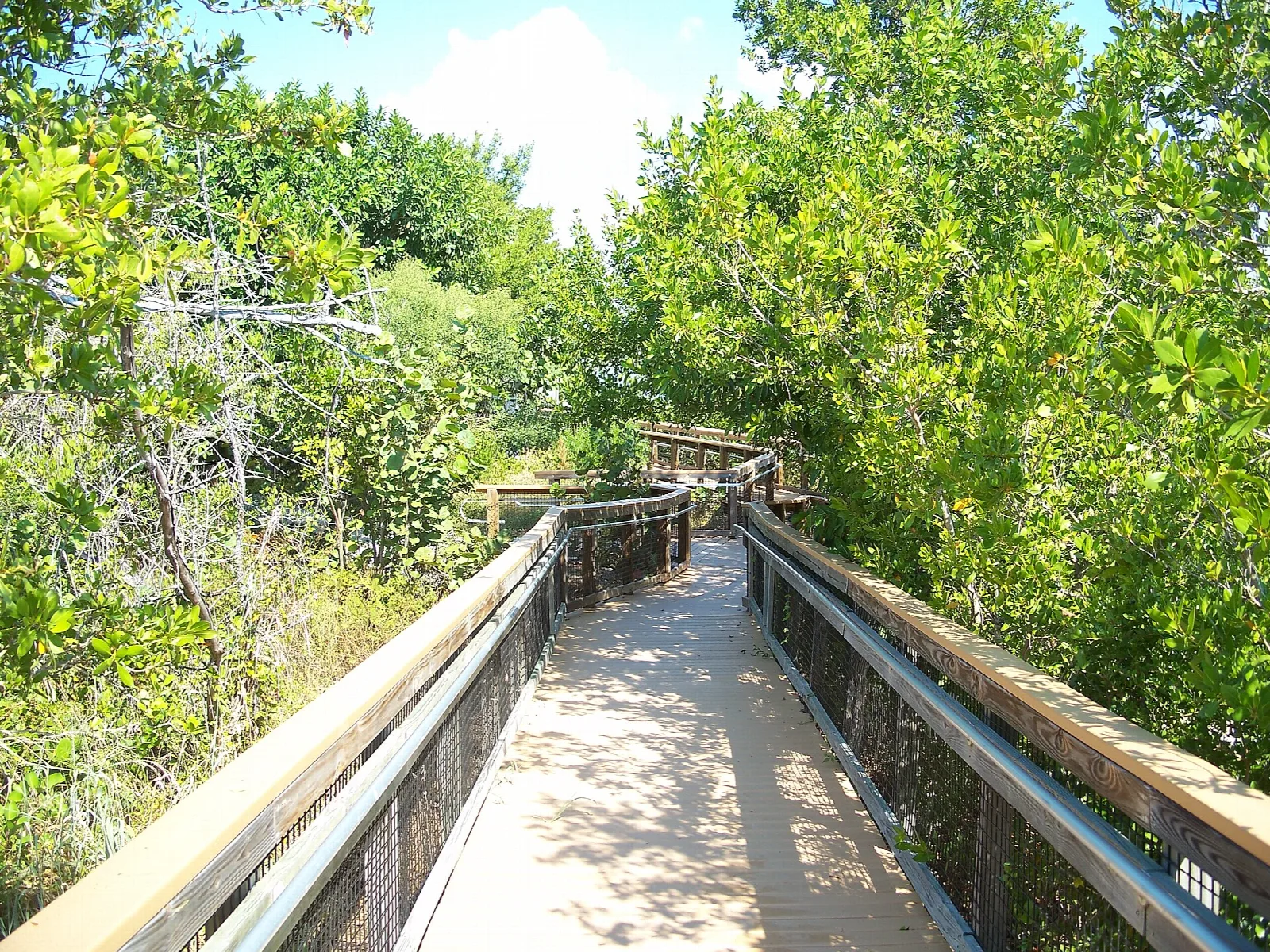 Boardwalk running through green mangrove trees