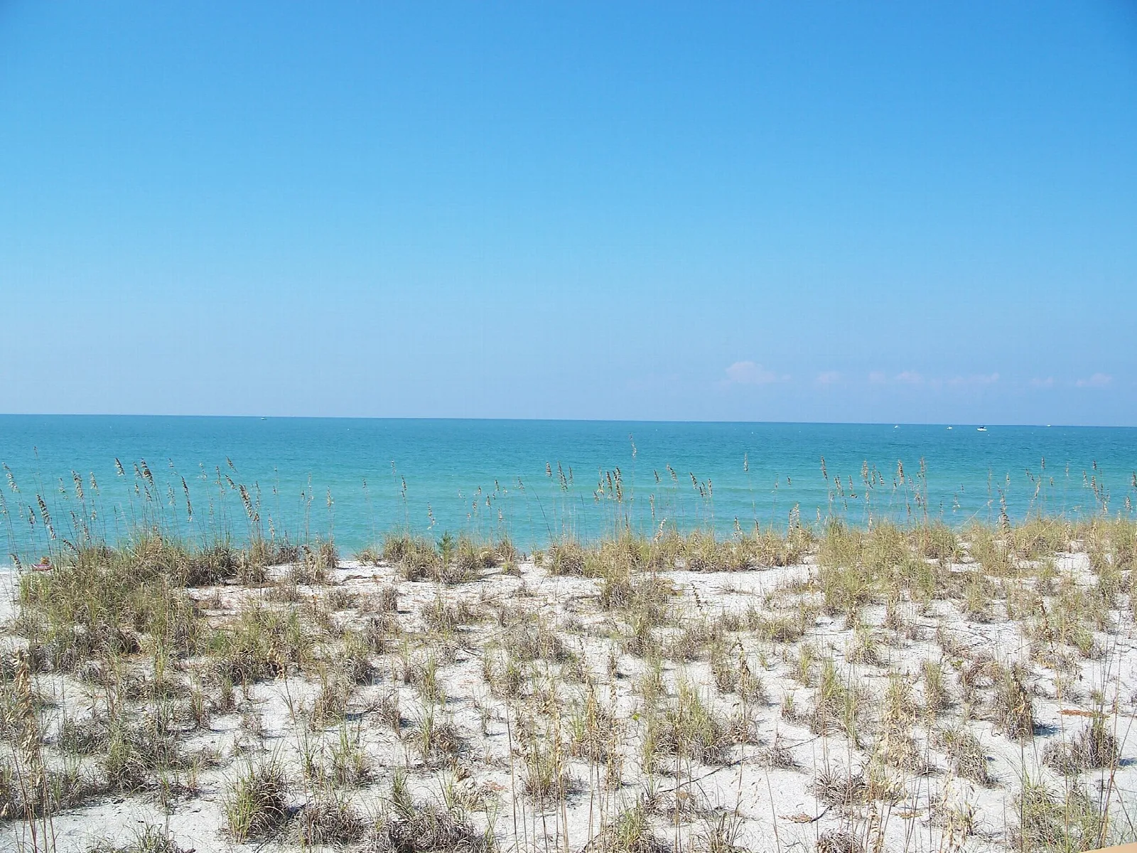 Sea oats on a dune above blue Gulf water