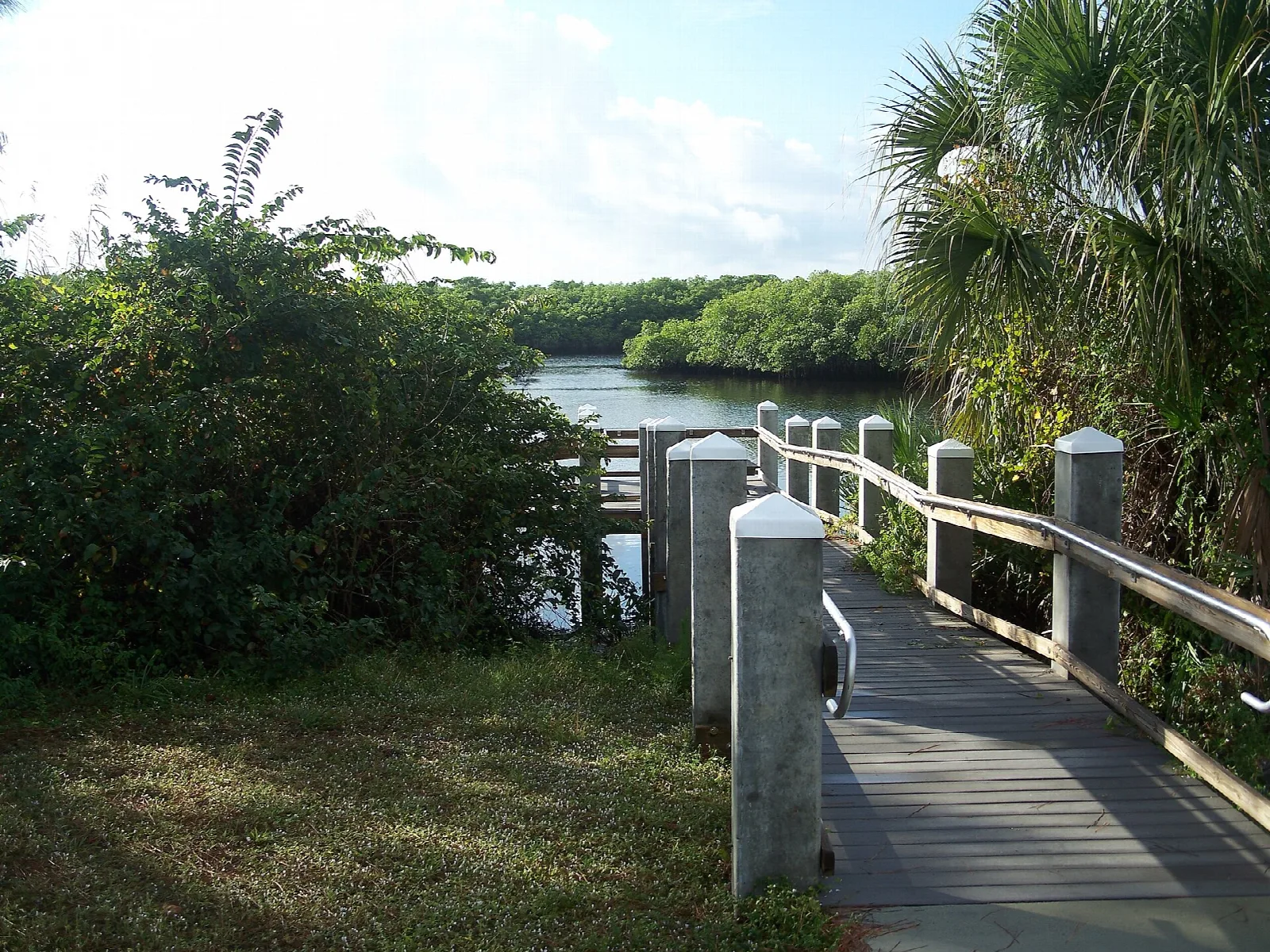 Wooden boardwalk beside a river with palms