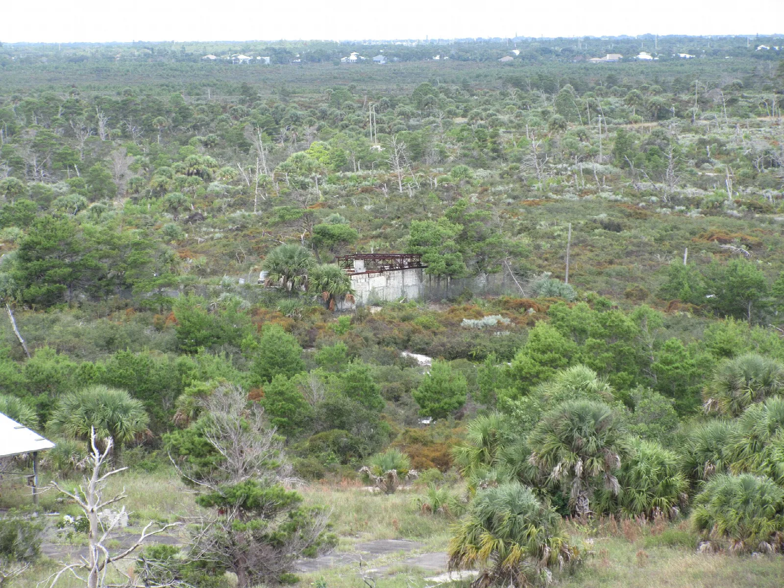 Aerial view of green scrub and palms with a small building