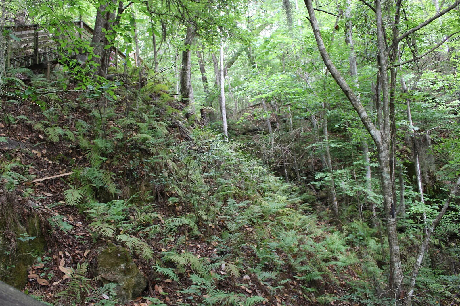Fern-covered slope in the forest
