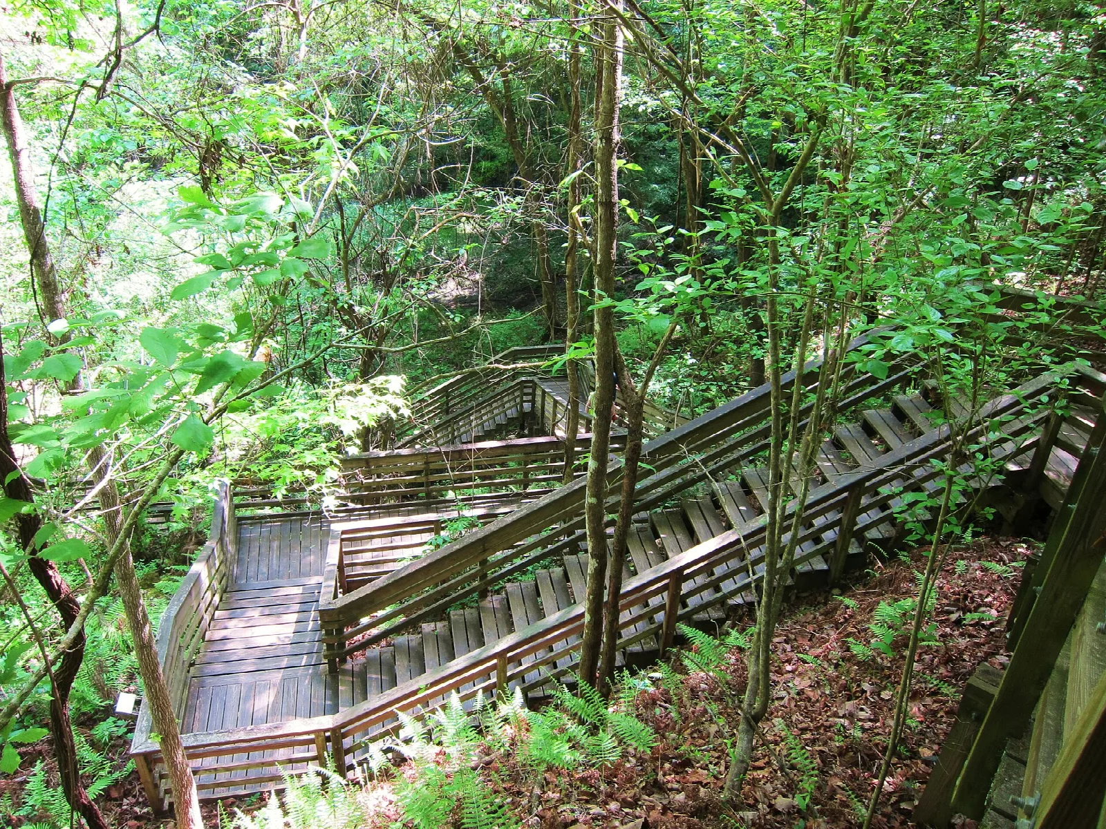 Wooden staircase switchbacking down a green wooded ravine