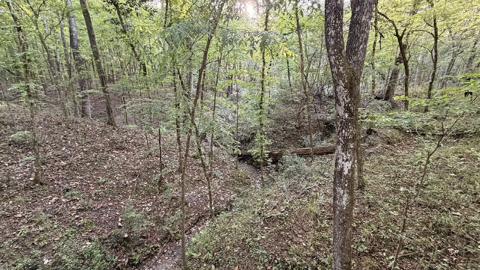 Leafy forest floor dropping into a ravine