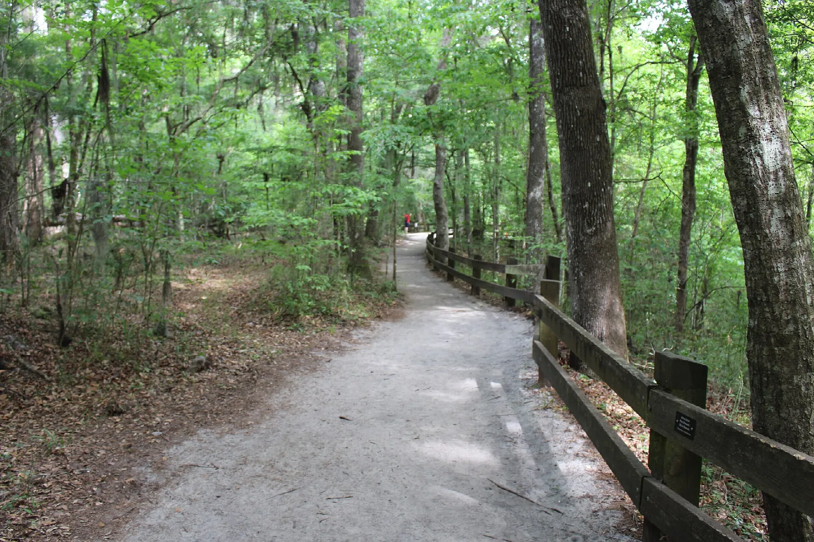 Wide gravel path with a wooden rail through green forest