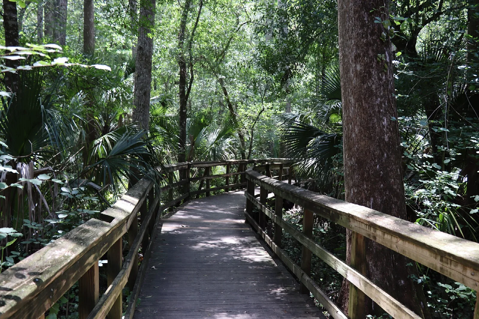 Wooden boardwalk through a green forest of palms