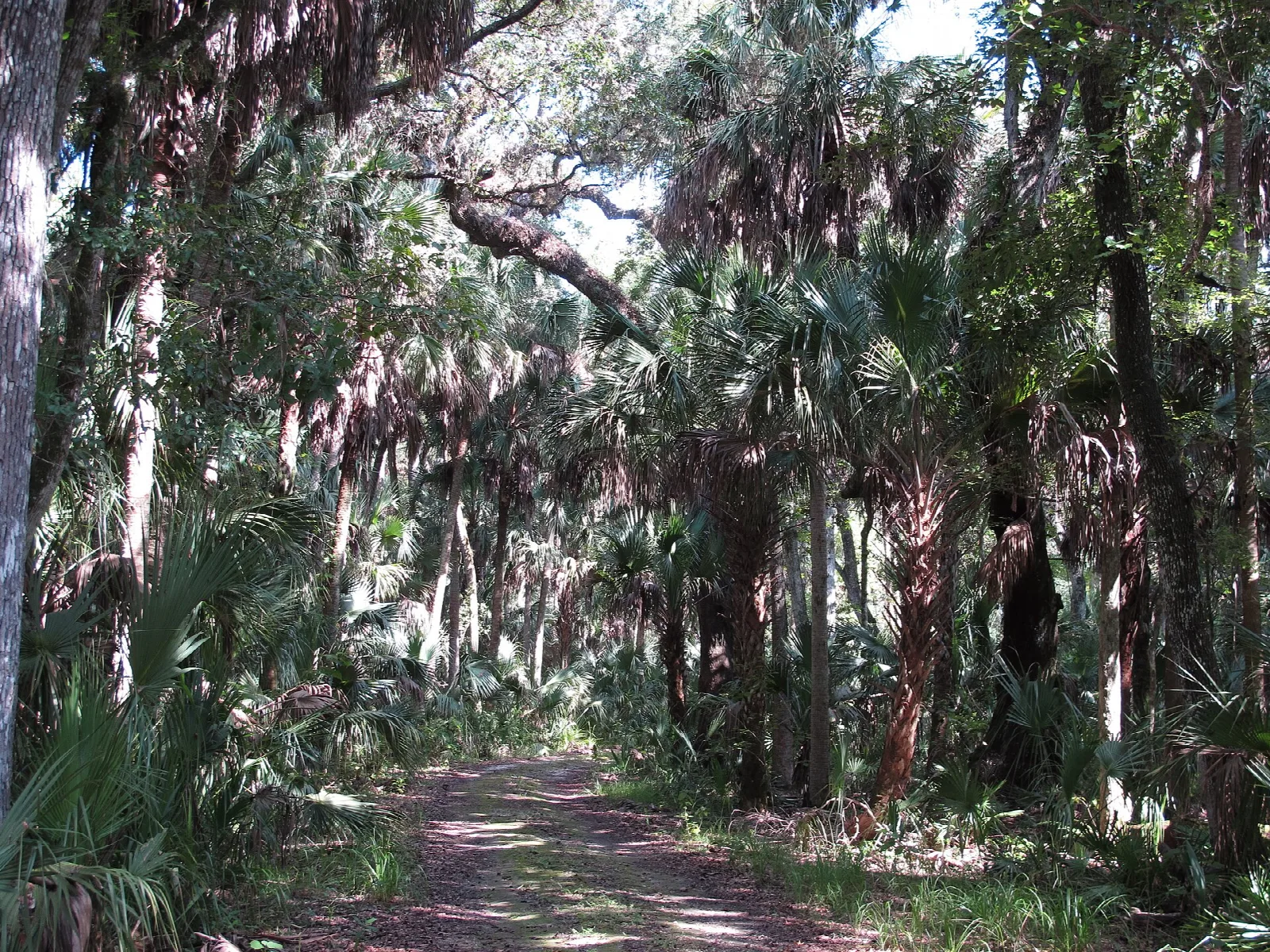 Dirt trail under oaks and palms hung with moss