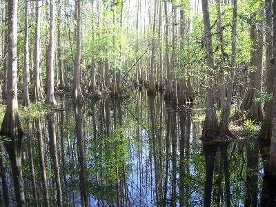 Highlands Hammock State Park