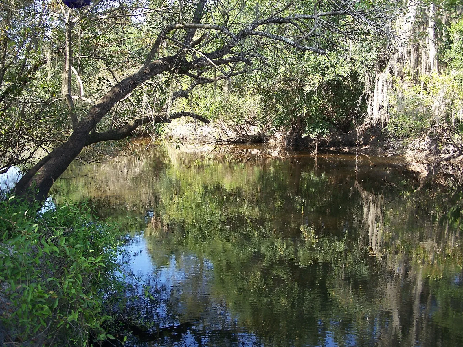 Calm river under oaks hung with moss