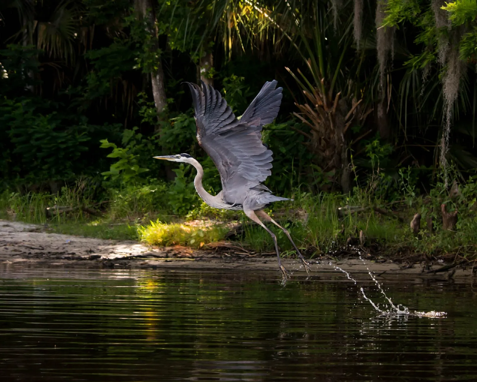 Great blue heron taking off beside a dark river