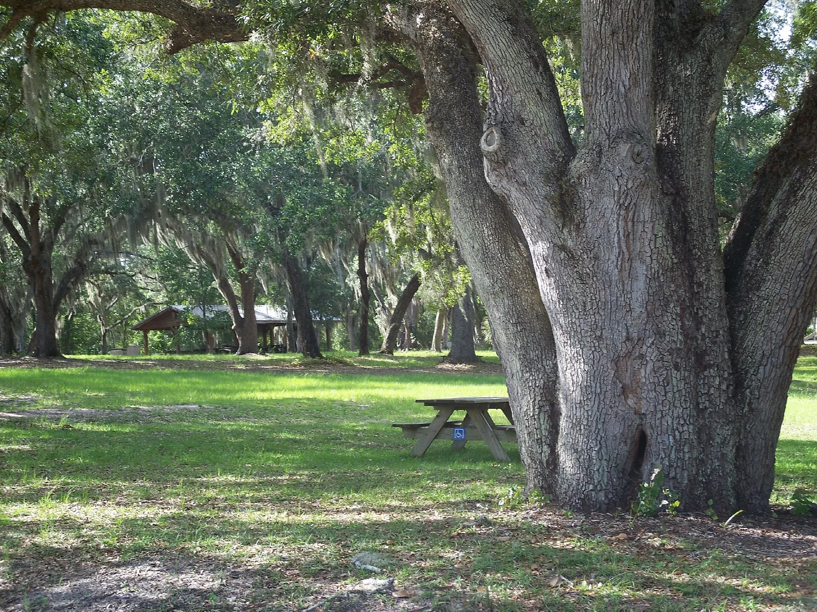 Big spreading oak over a lawn with a picnic table
