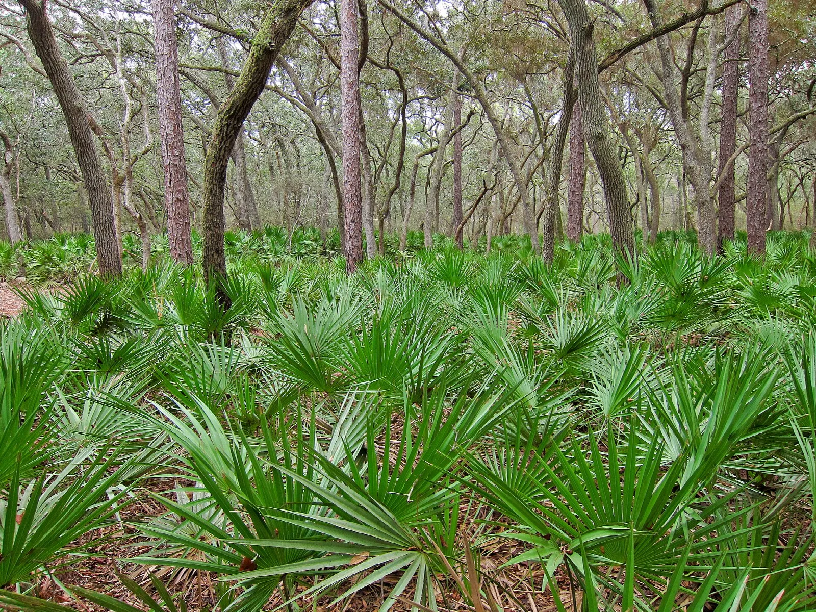 Green saw palmetto under open trees
