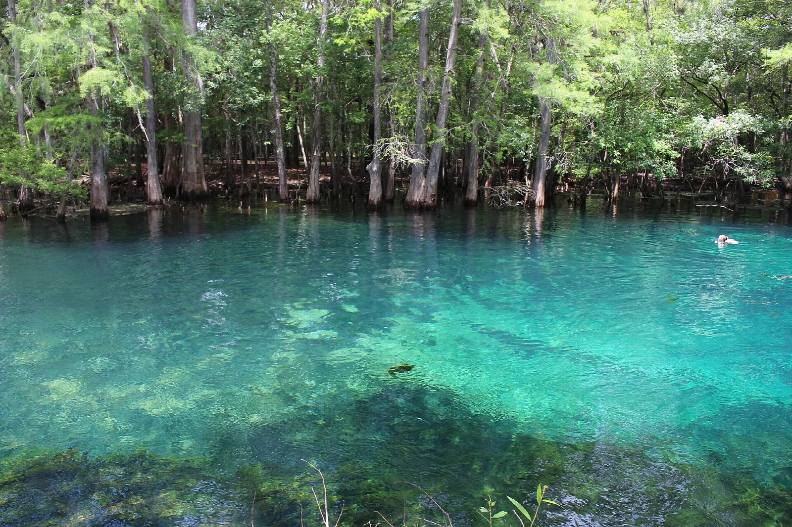 Clear turquoise spring ringed by cypress trees