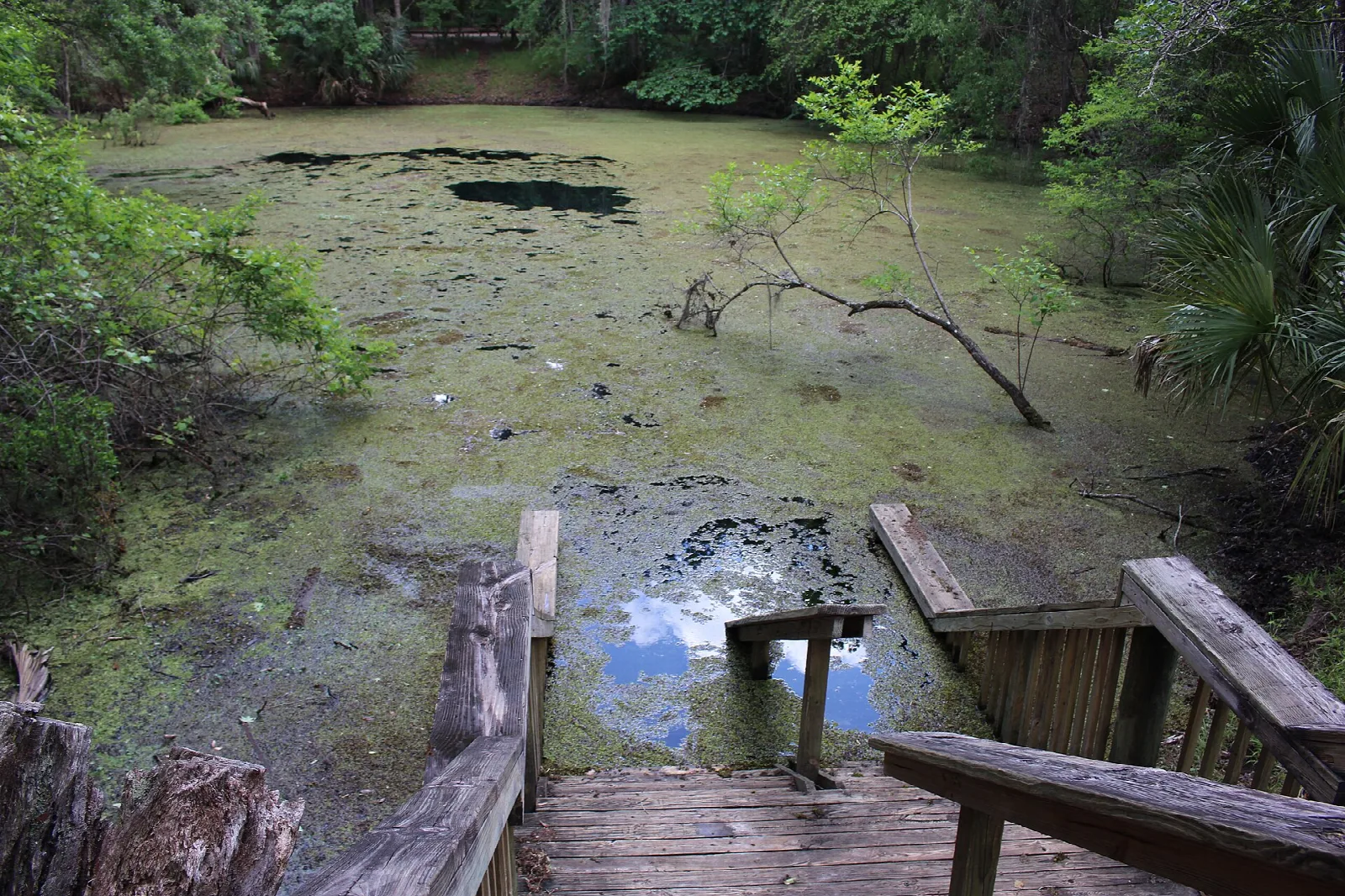 Wooden walkway beside a green swampy sink