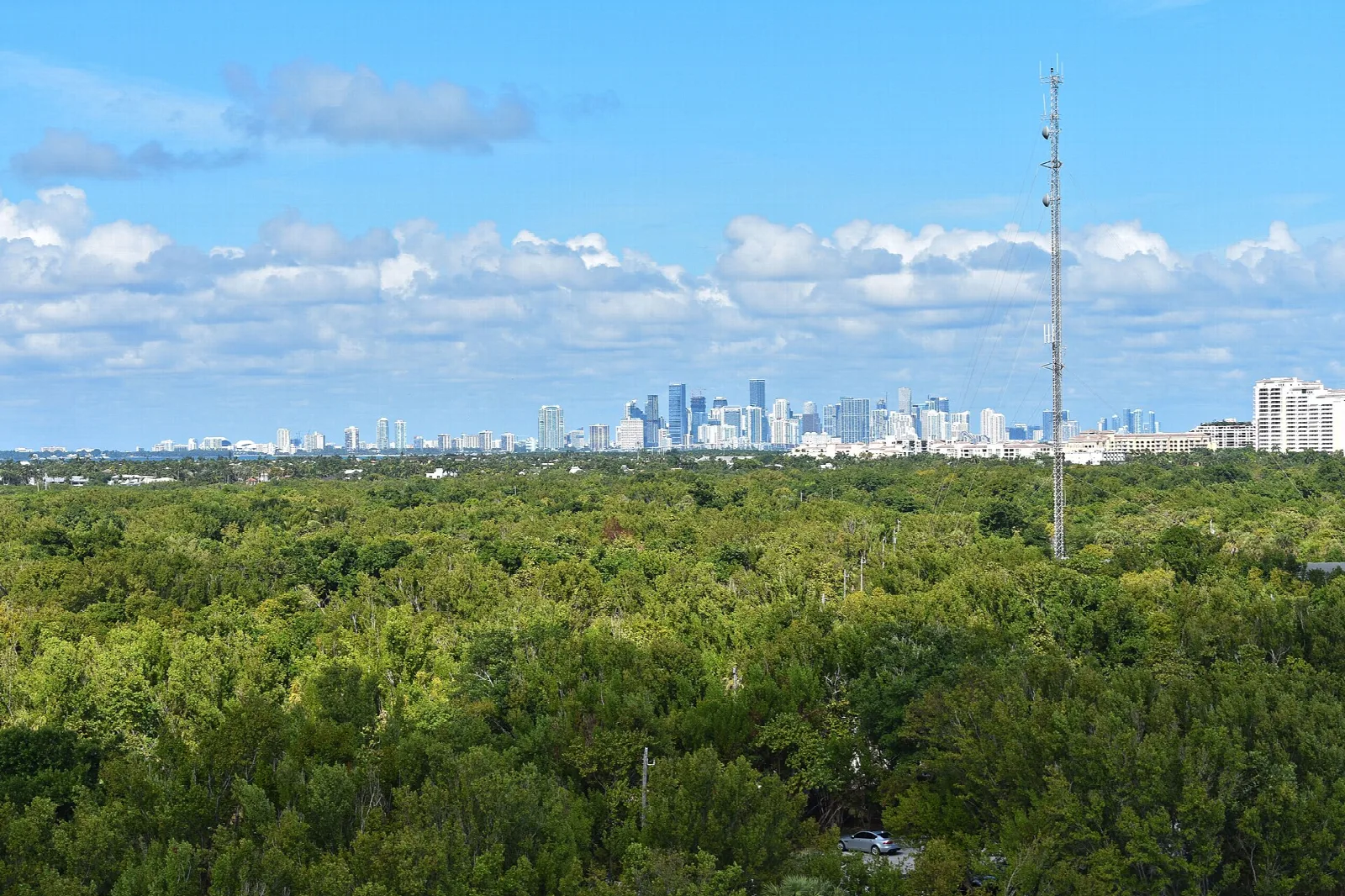 Green treetops with a distant city skyline