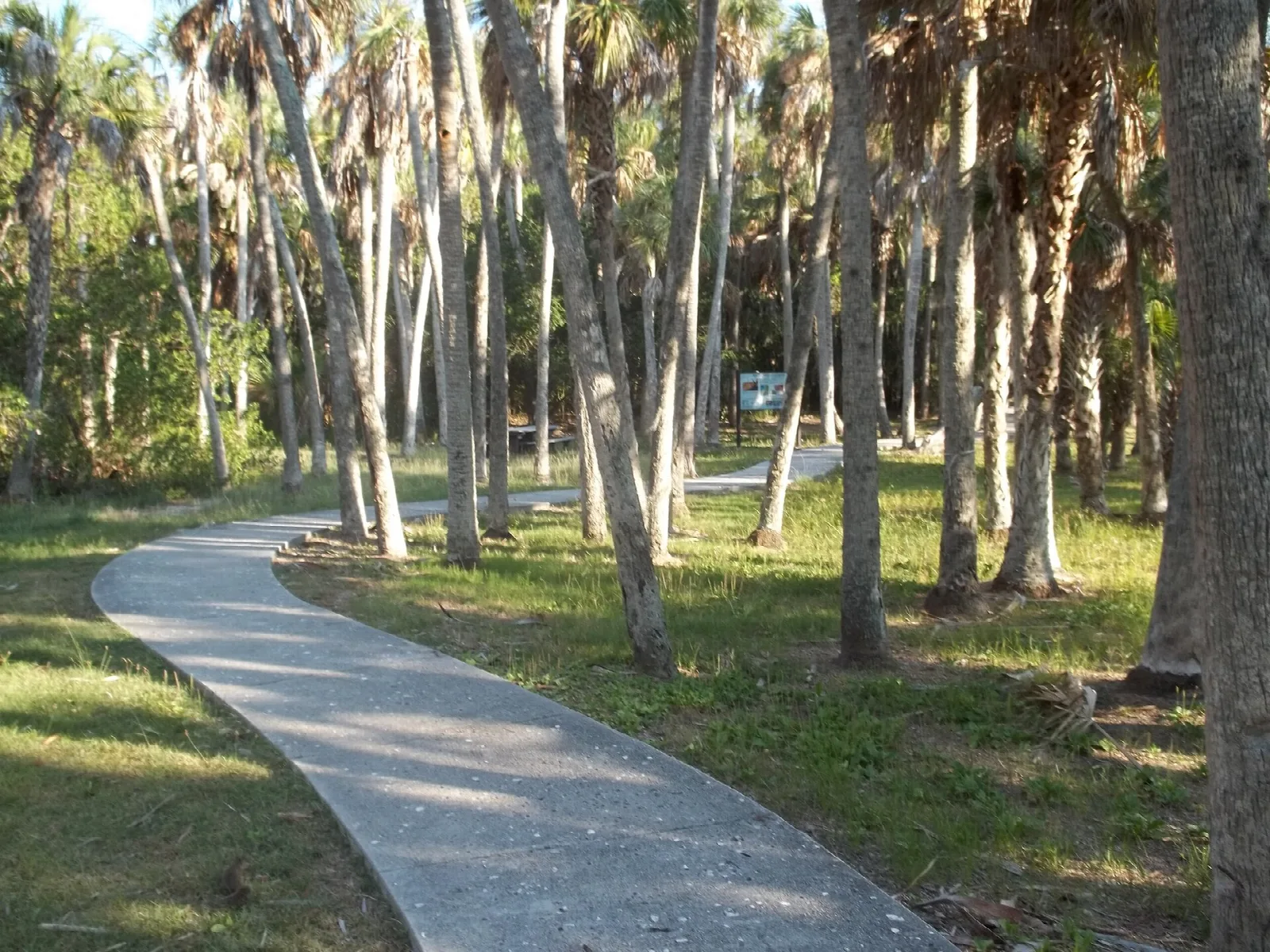 Paved path curving through tall palm trunks