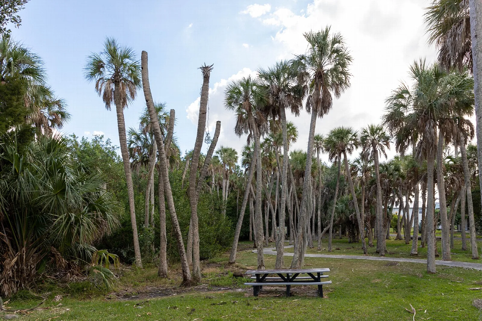 Picnic table on a lawn among tall palms