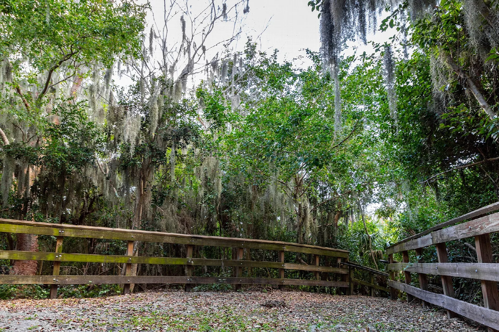 Wooden rail along an overlook with moss-draped trees