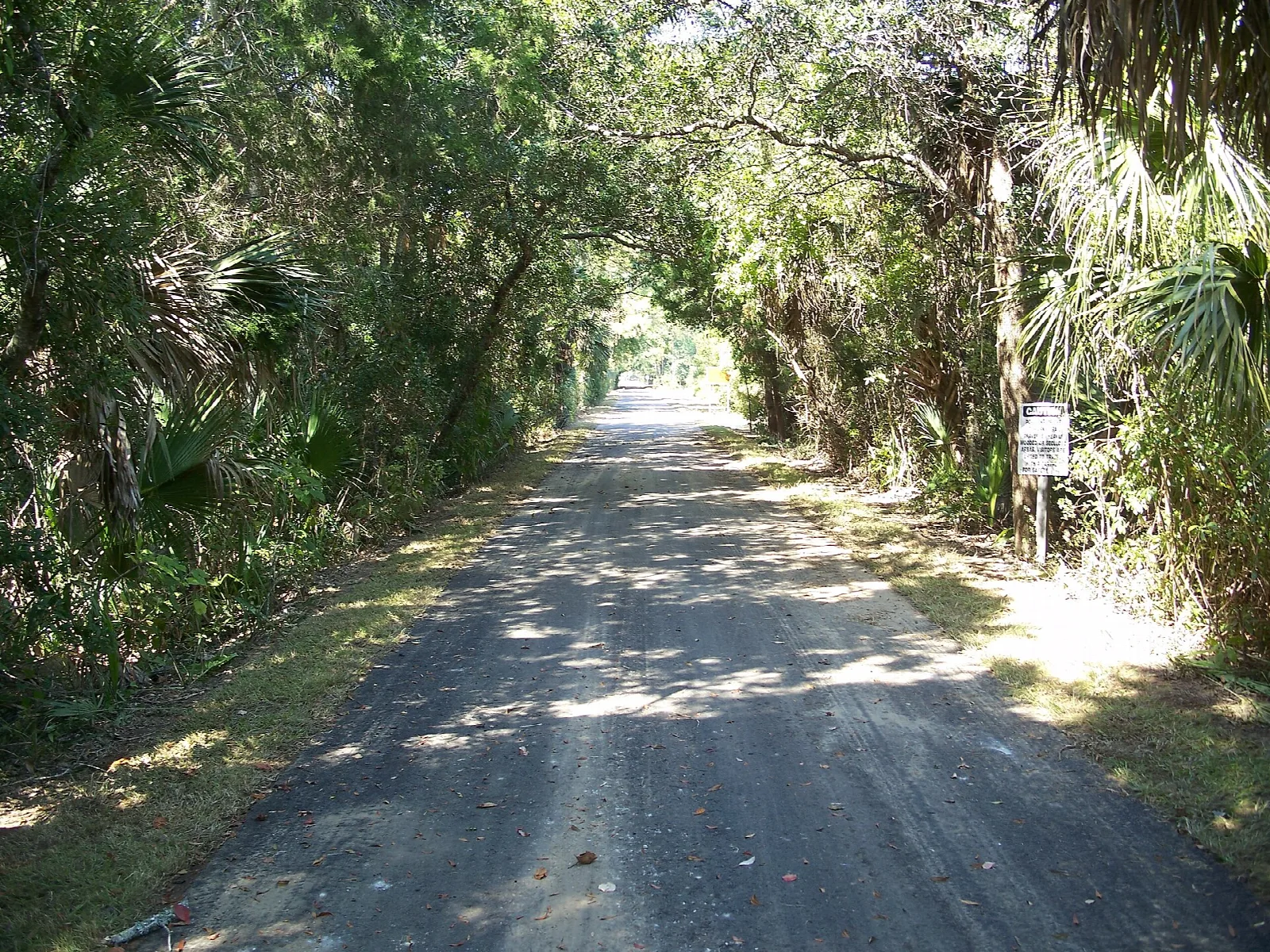 Paved trail tunnel of palms and trees