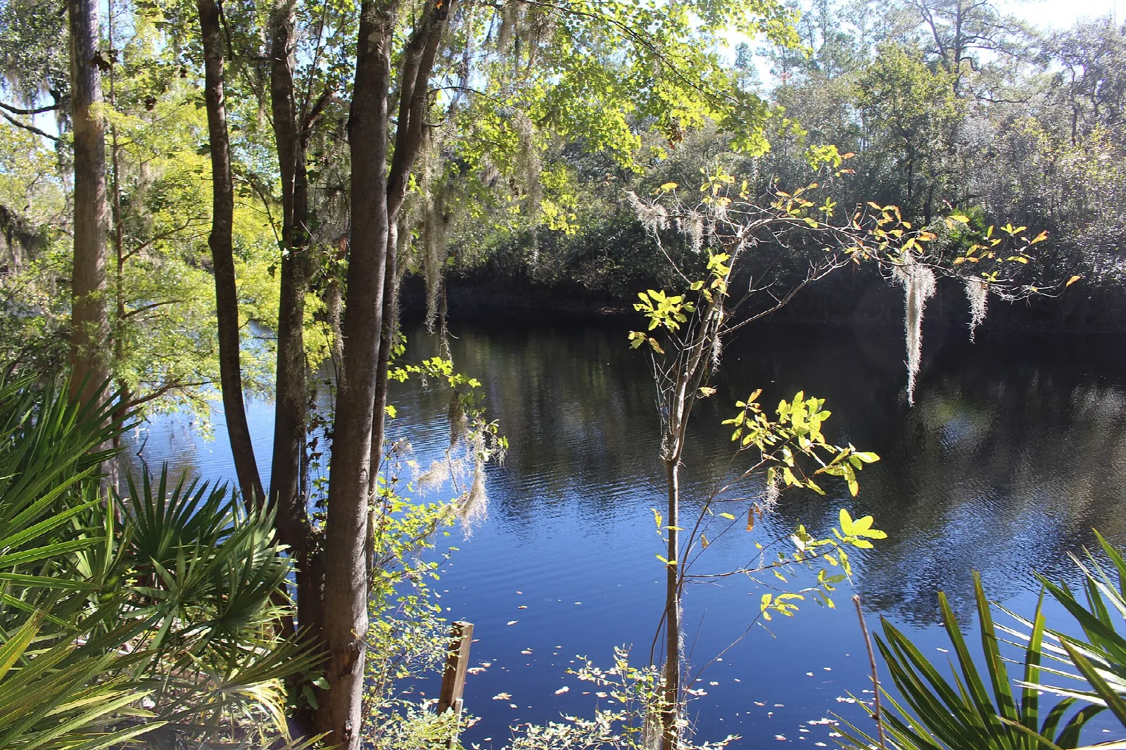 Dark river framed by palmetto and trees
