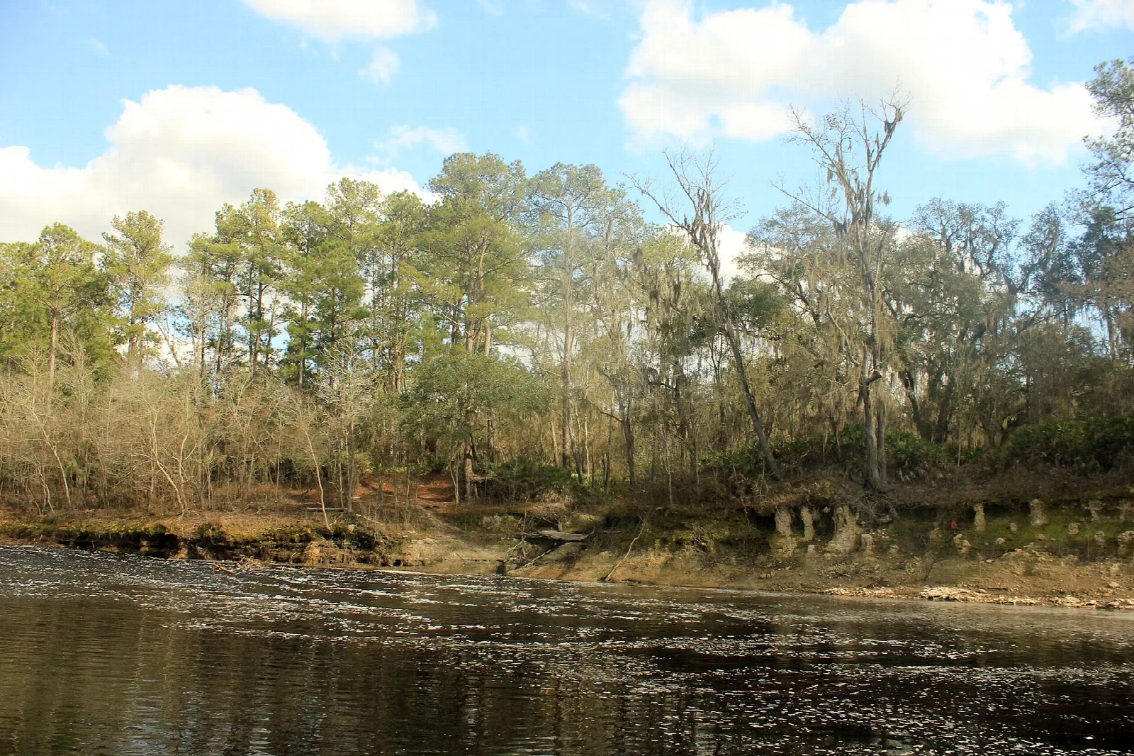 Wide river with a far bank of bare trees and pines