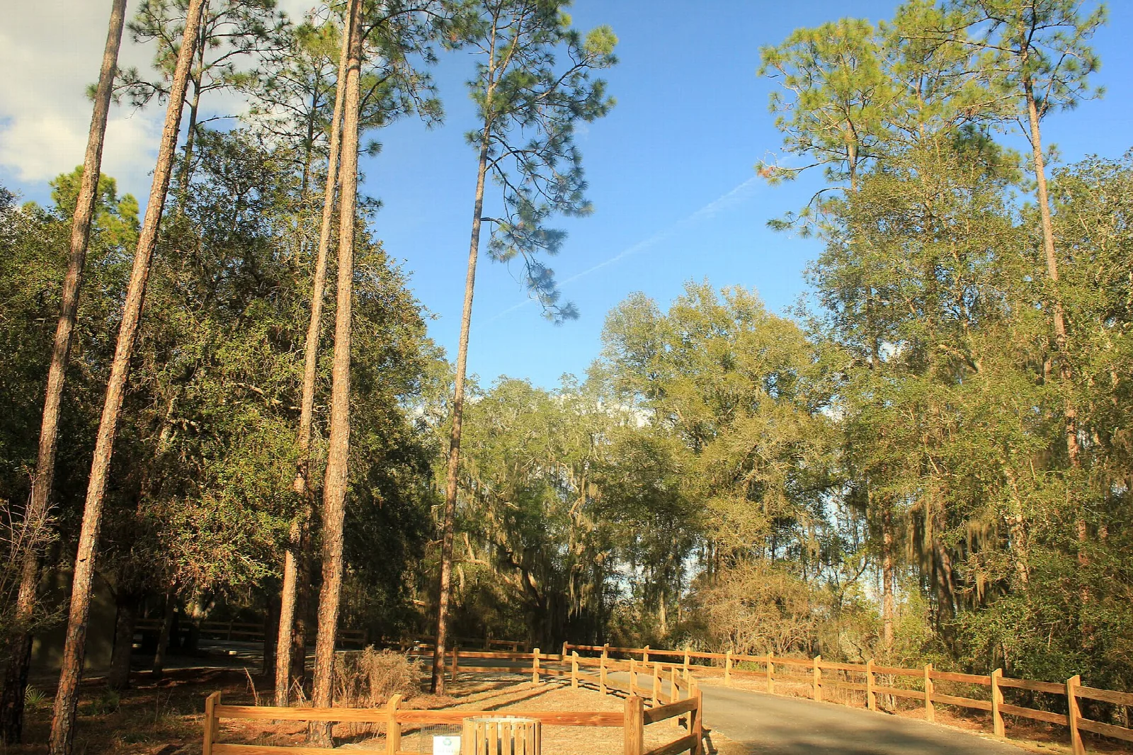 Wooden rail beside a road through pine woods