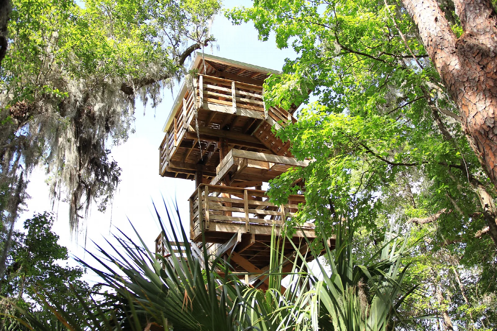Wooden observation tower rising among trees
