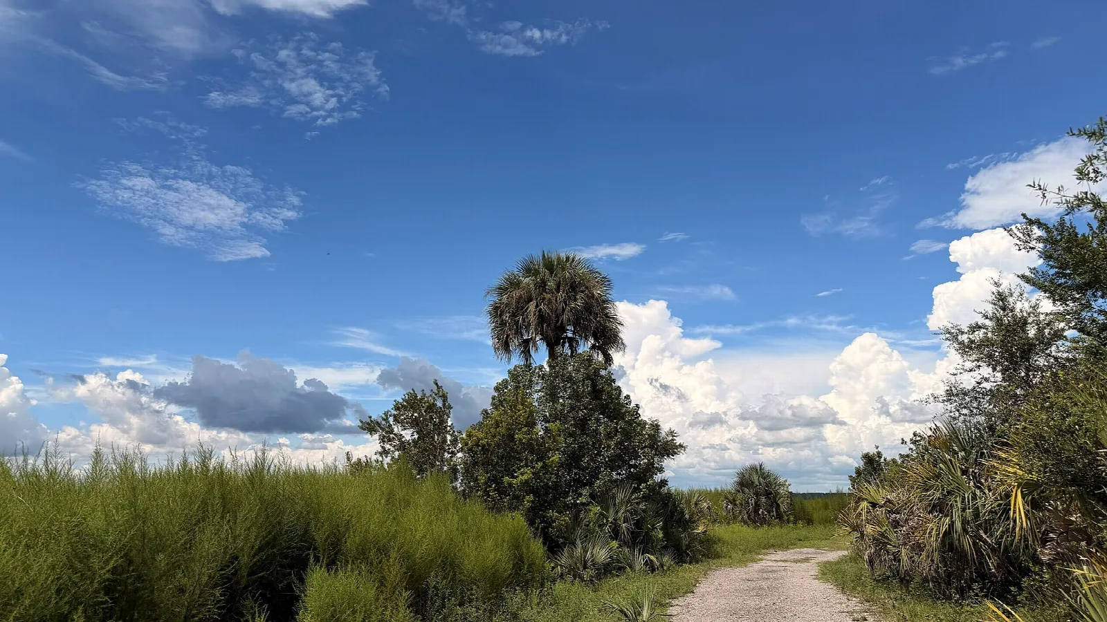 Dirt trail through grass and palms under a blue sky