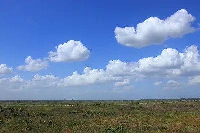 Paynes Prairie Preserve State Park
