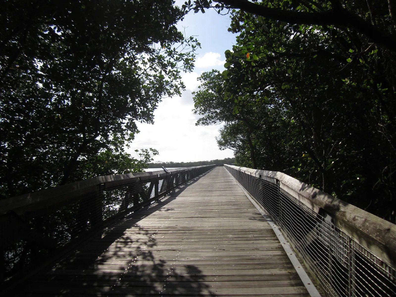 Wooden boardwalk running through mangroves