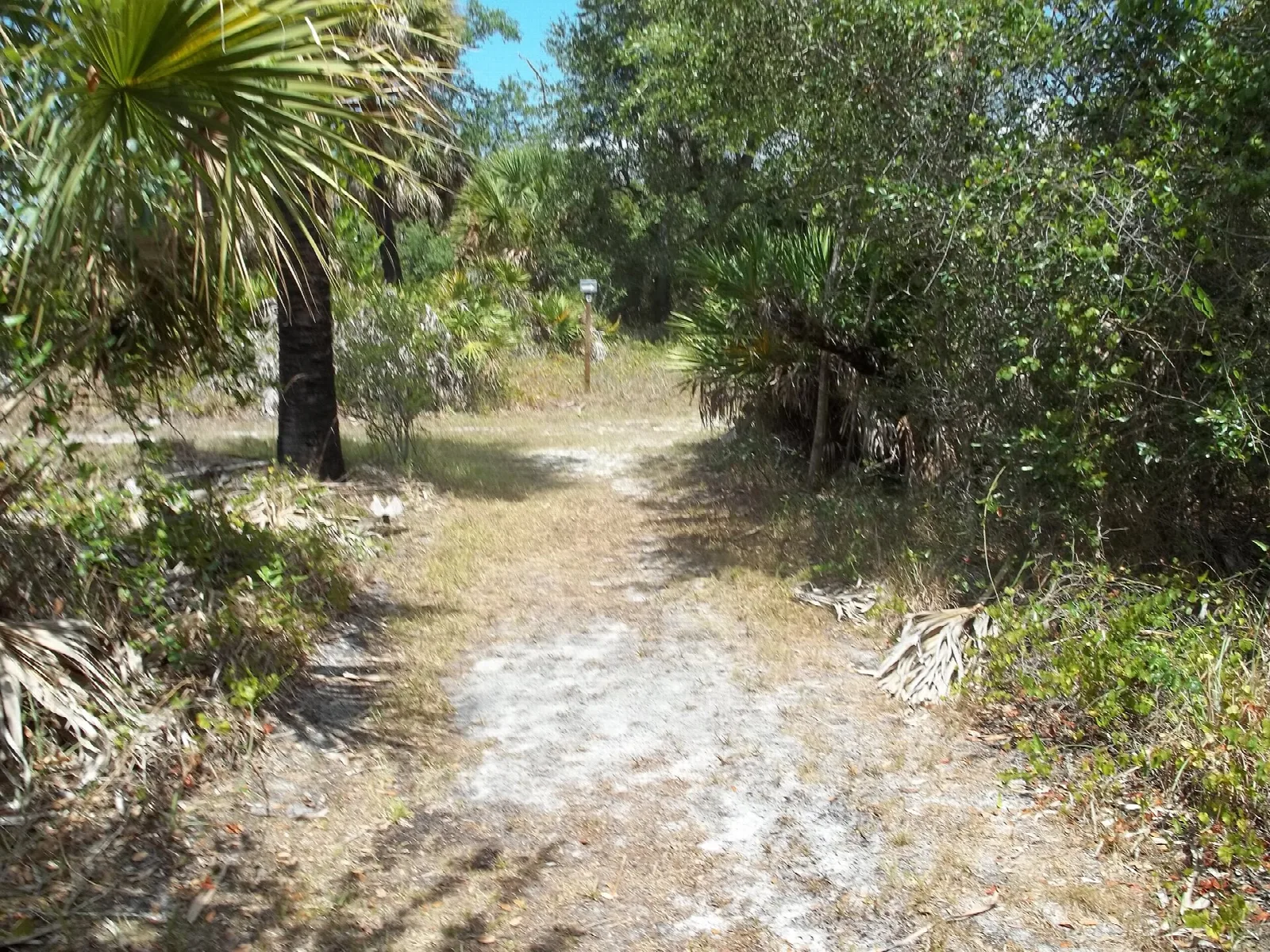 White sand path between palmettos and green brush