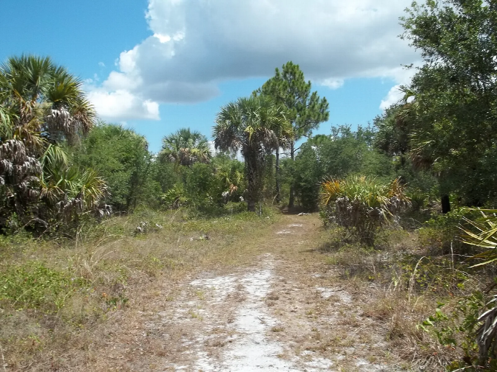Sandy trail through palms and scrub under a blue sky