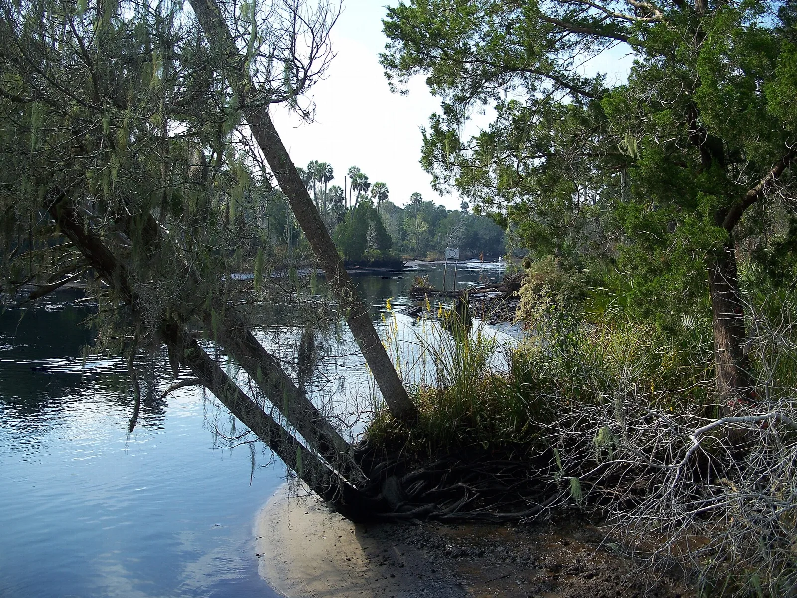 River bend with a leaning tree on the bank