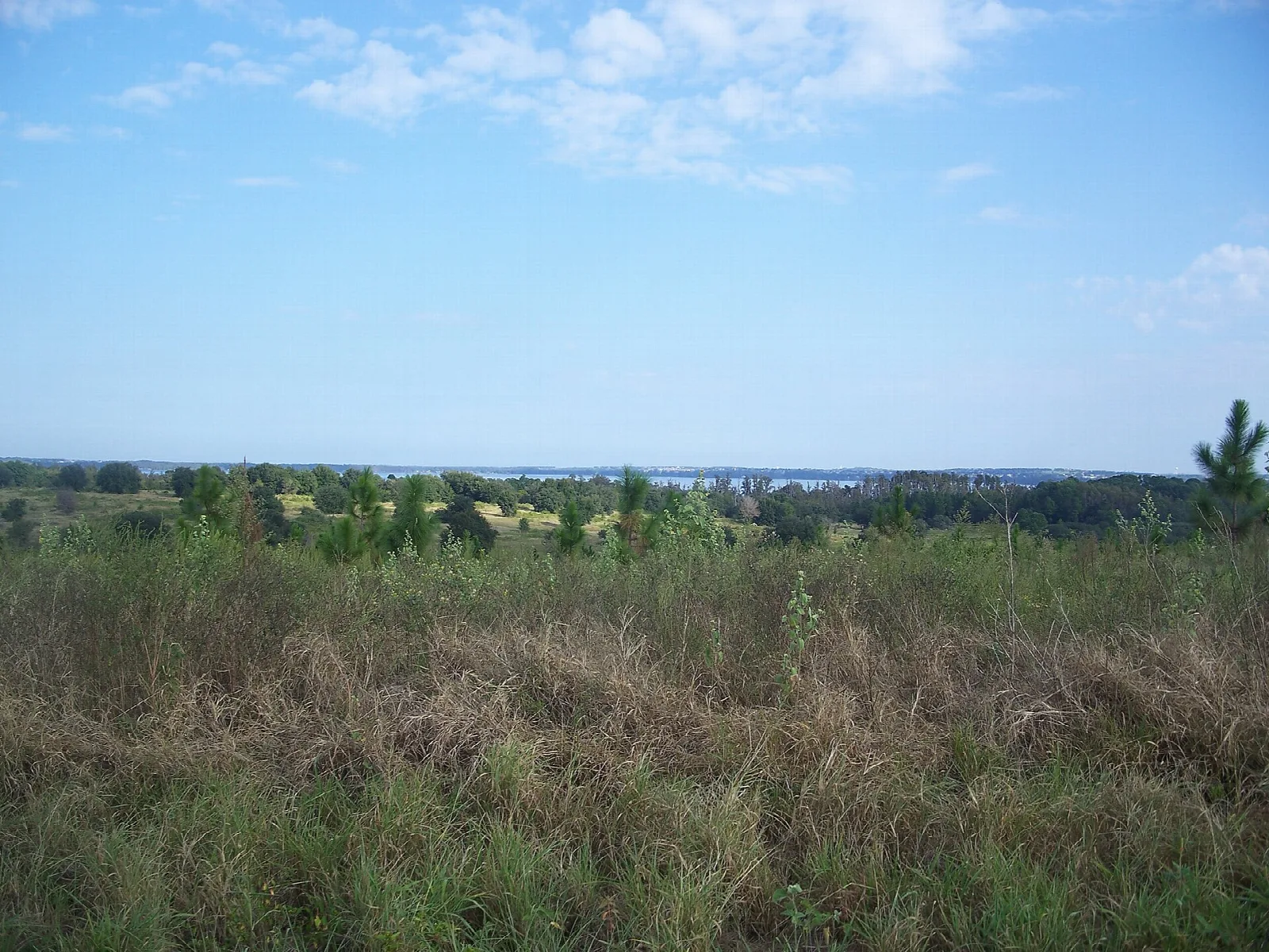 Open grassy field with trees in the distance